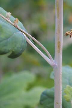 Image of macleaya