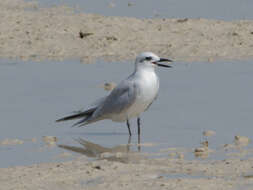 Image of Gull-billed Terns