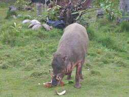 Image of Malenge Babirusa