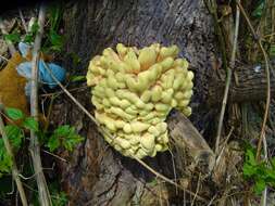 Image of Bracket Fungus