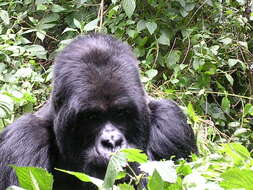 Image of Mountain Gorilla