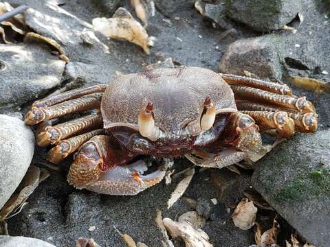 Image of Horned Ghost Crab