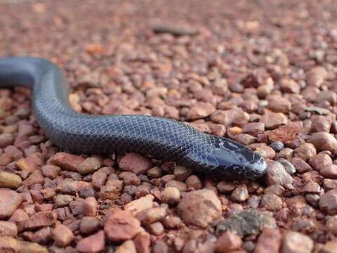 Image of Mole Viper