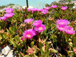 Image of Carpobrotus acinaciformis (L.) L. Bol.