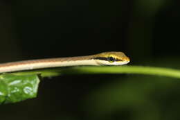 Sivun Dendrelaphis girii Vogel & Van Rooijen 2011 kuva