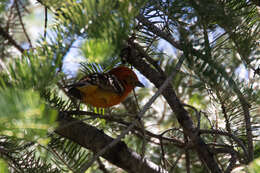 Image of Flame-colored Tanager