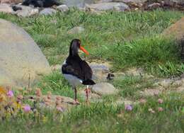 Image of oystercatcher, eurasian oystercatcher