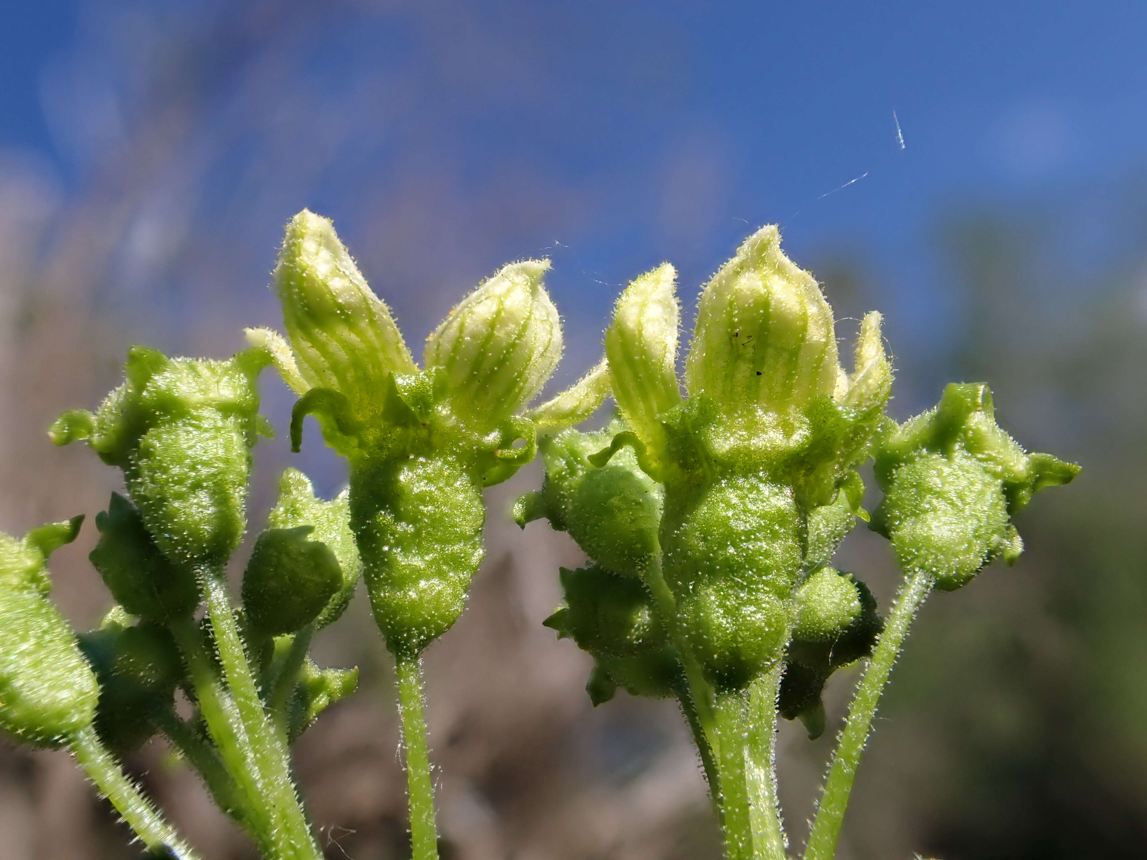 Image of white bryony