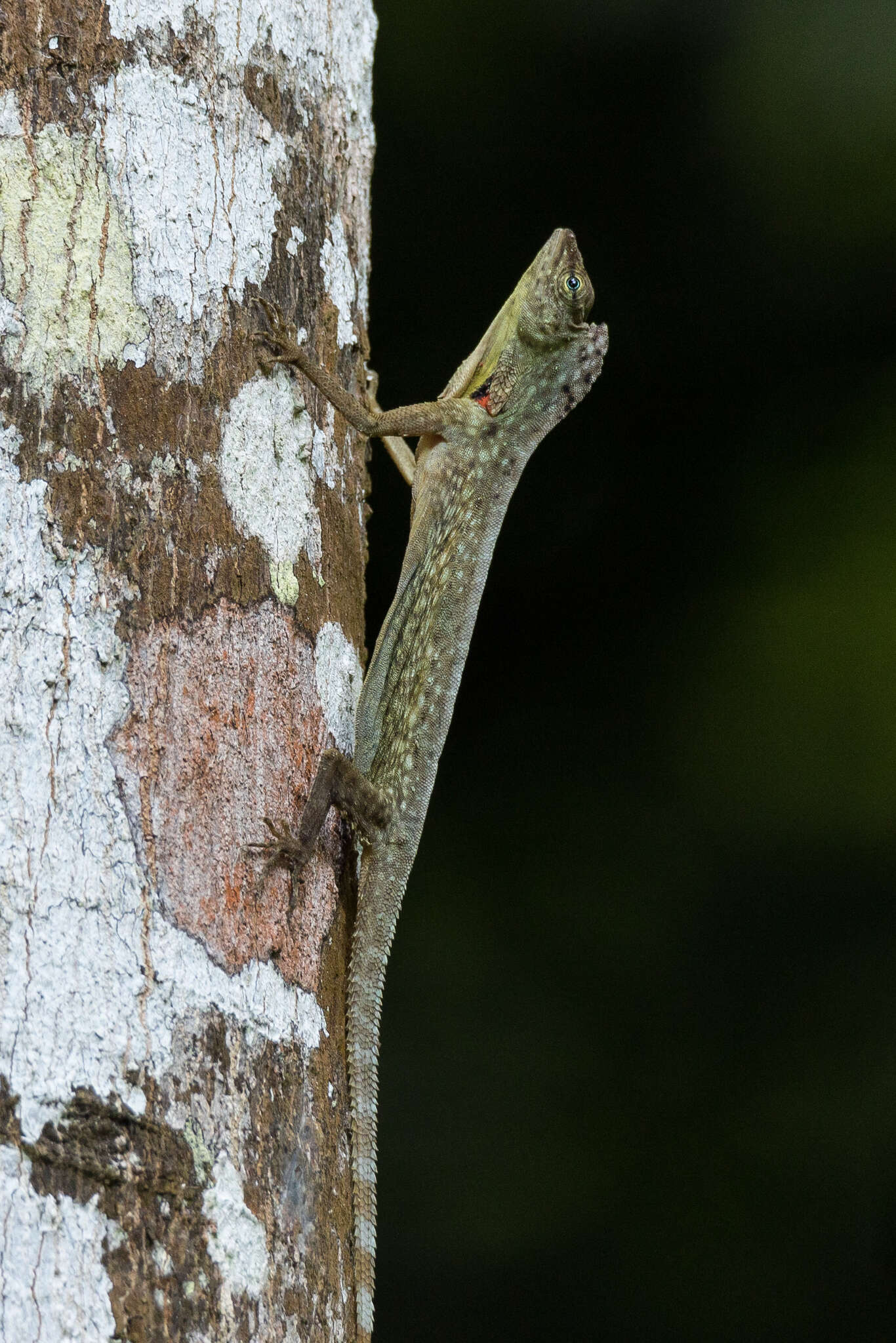 Image of Blanfords Flying Lizard