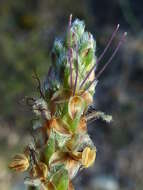 Plantago albicans L. resmi