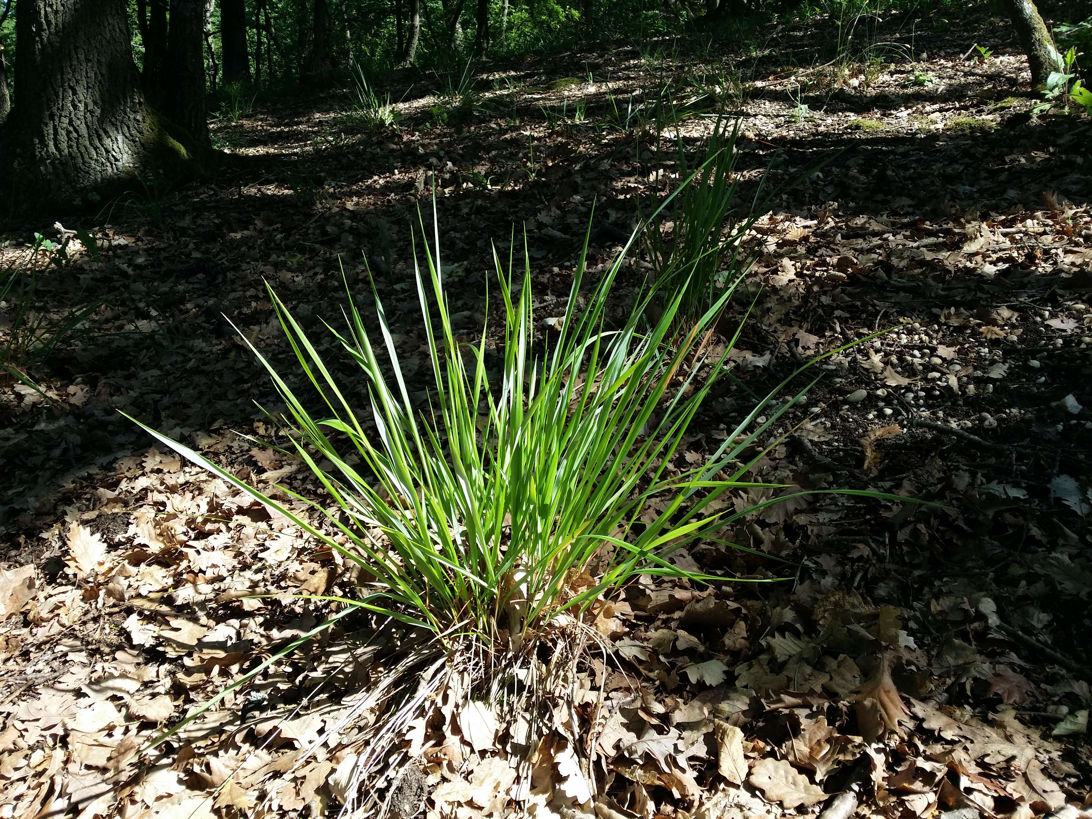 Image of Anthoxanthum australe (Schrad.) Veldkamp