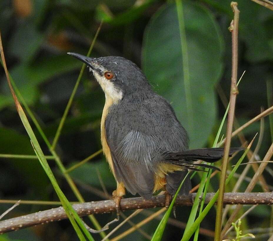 Image of Ashy Prinia