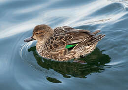 Image of Green-winged Teal