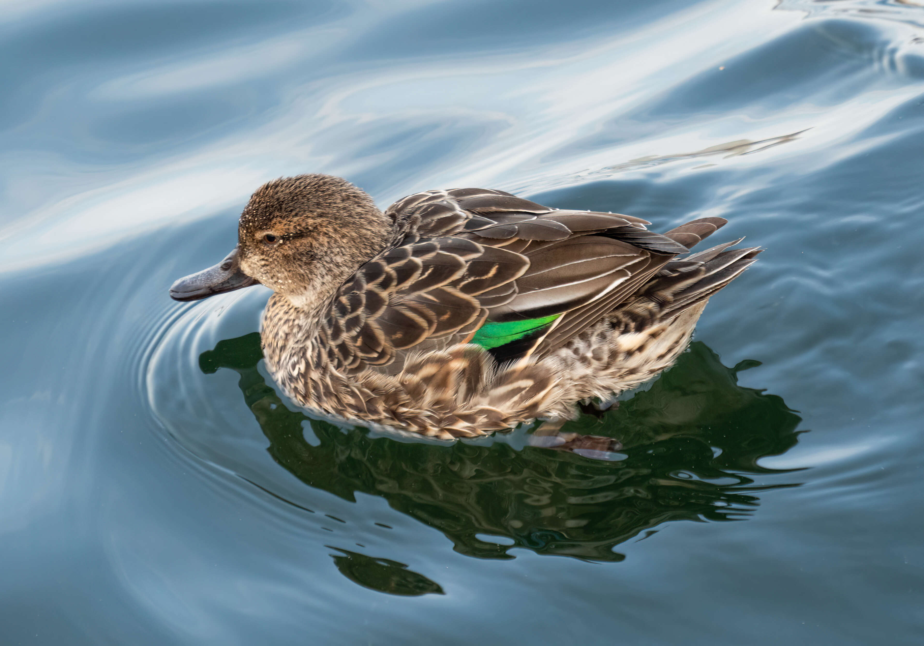 Image of Green-winged Teal