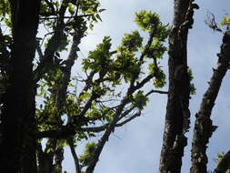 Image of Himalayan Birch