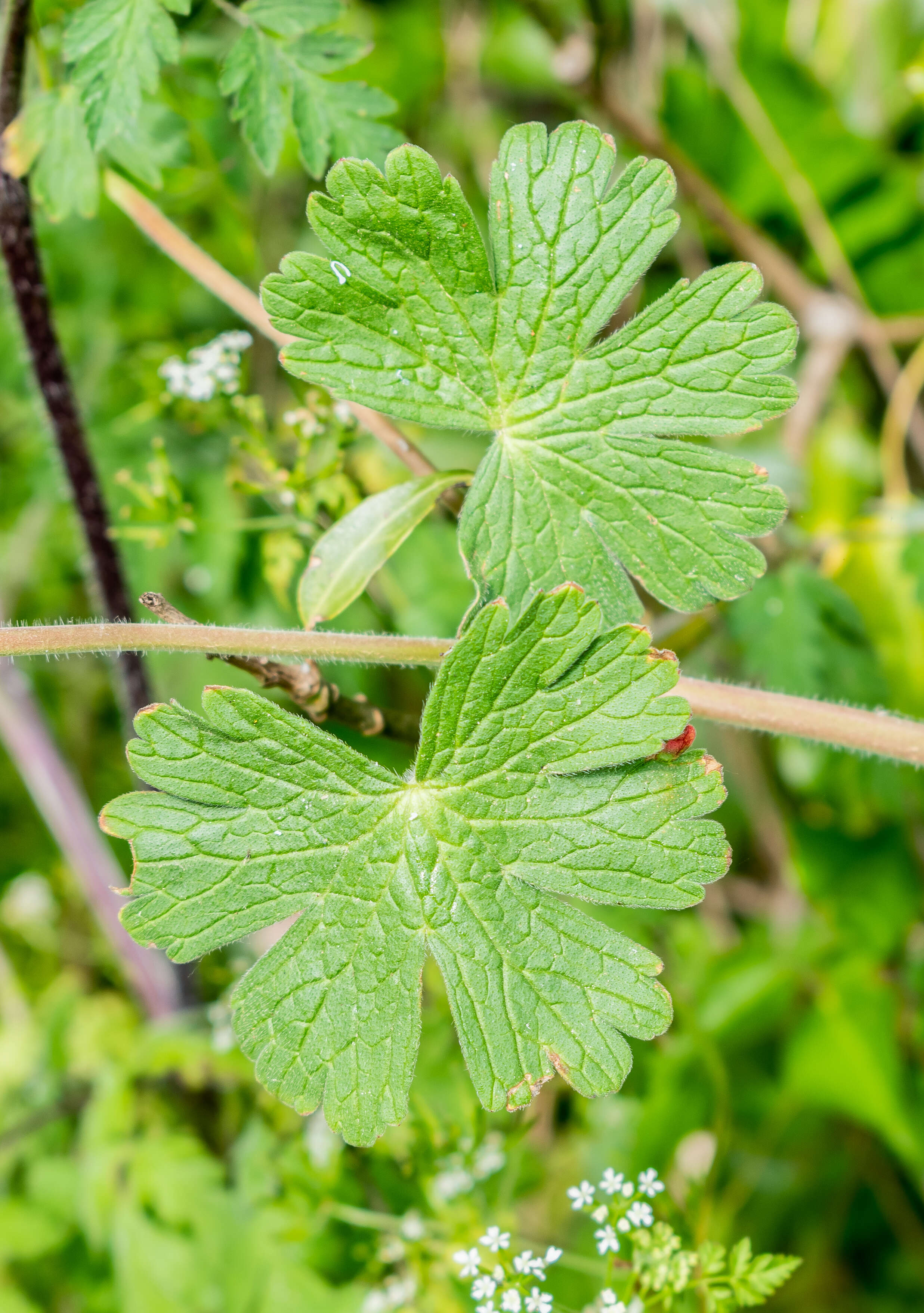 Image of hedgerow geranium