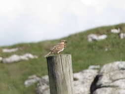 Image of Skylark