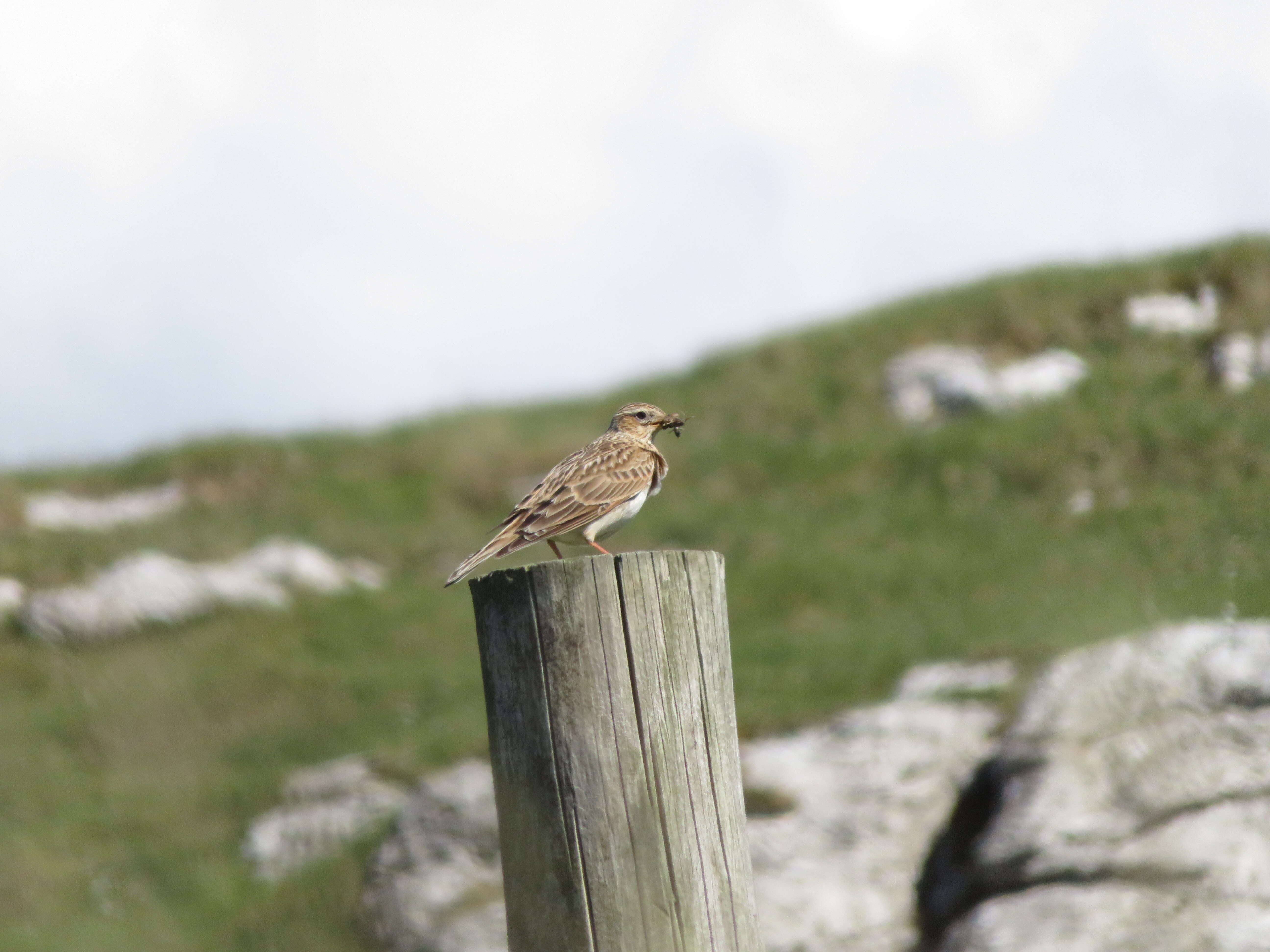 Image of Skylark