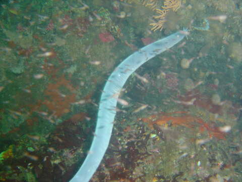 Image of Cape Sea-snake