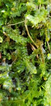 Image of Bifid Crestwort