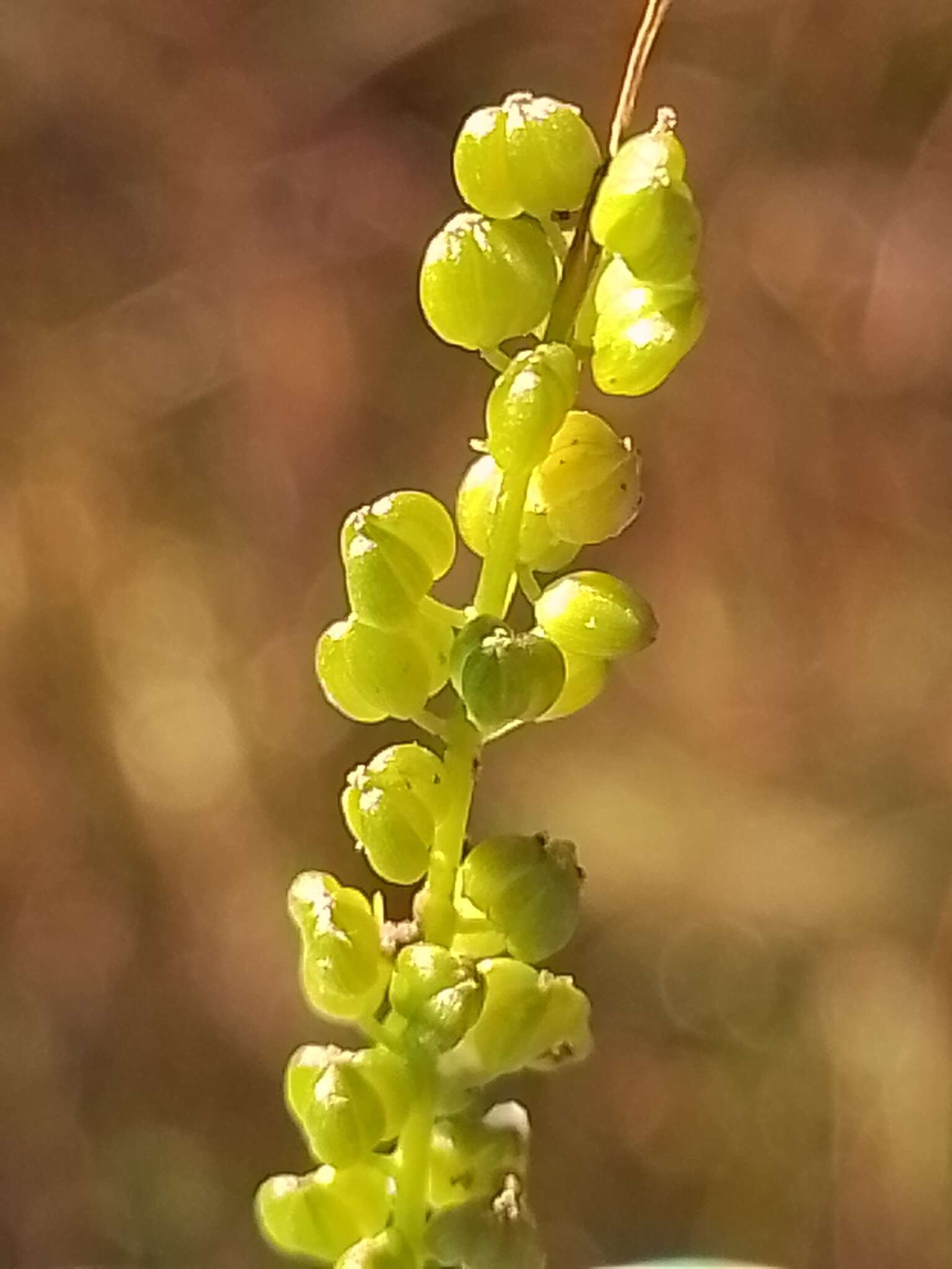 Image of three-rib arrowgrass