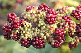 Image of American spikenard