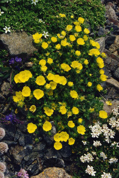 Image of Potentilla aurea L.