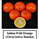 Image of Citrus indica Tanaka