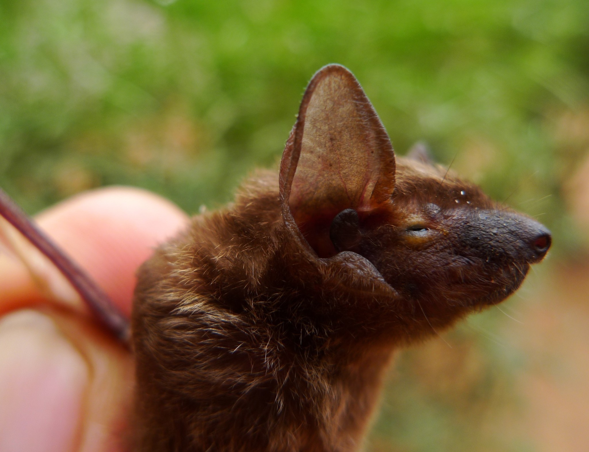 Image of Light-winged Lesser House Bat -- Thomas' House Bat
