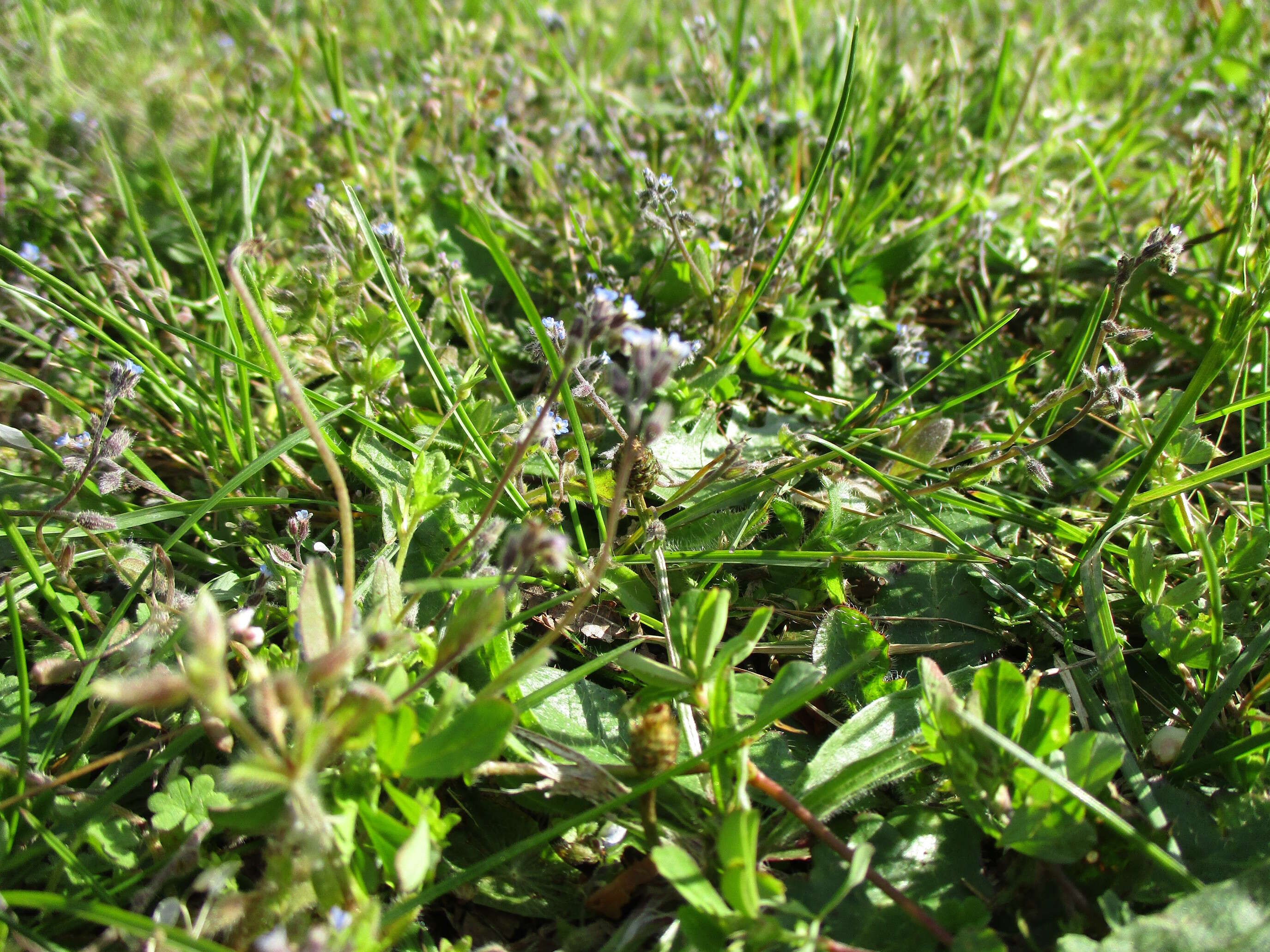 Image of field forget-me-not