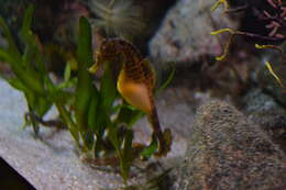 Image of Big-belly Seahorse