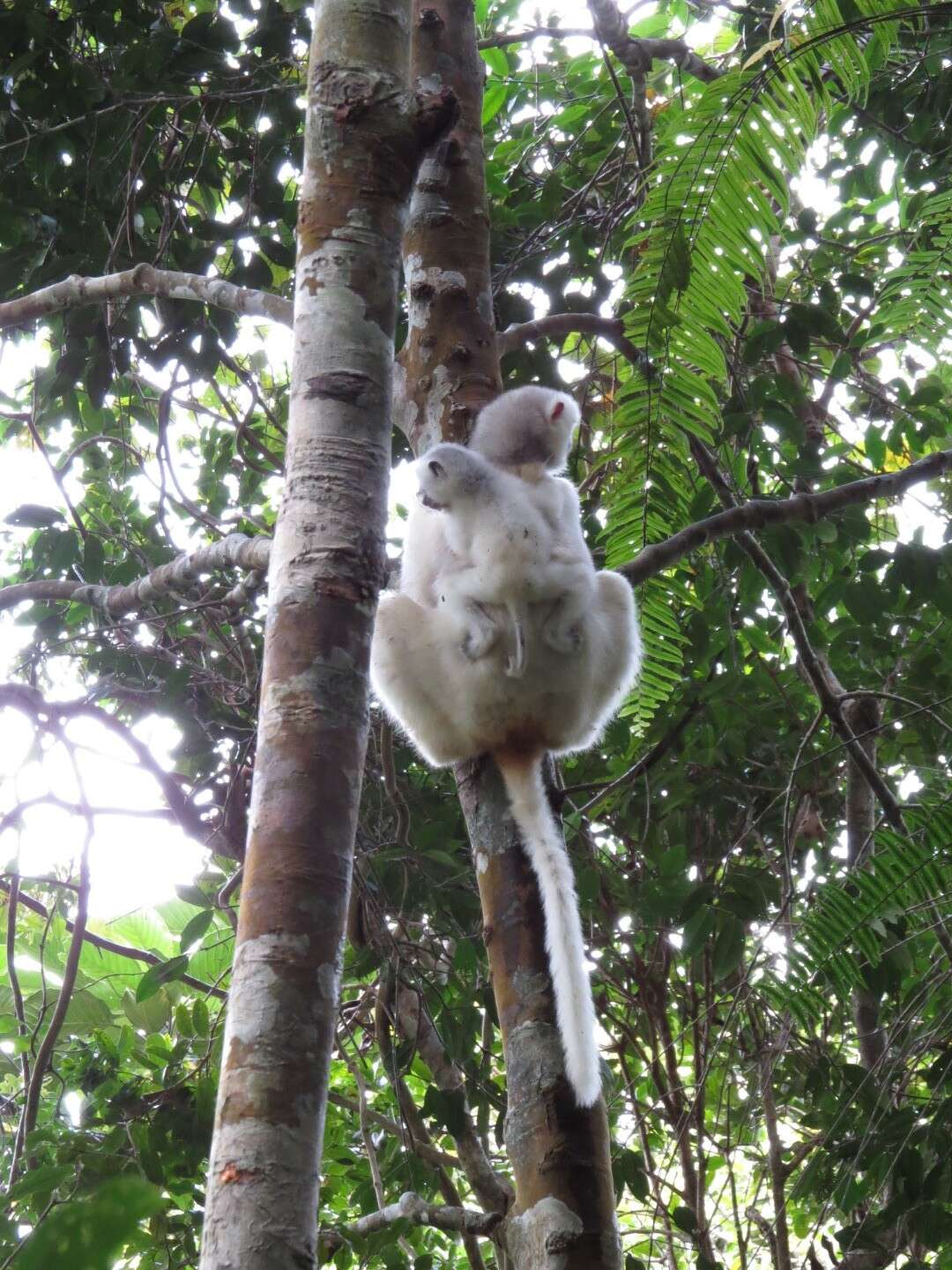 Image of Silky Sifaka