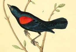 Image of Red-shouldered Blackbird