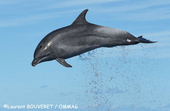 Image of Bottlenose Dolphin