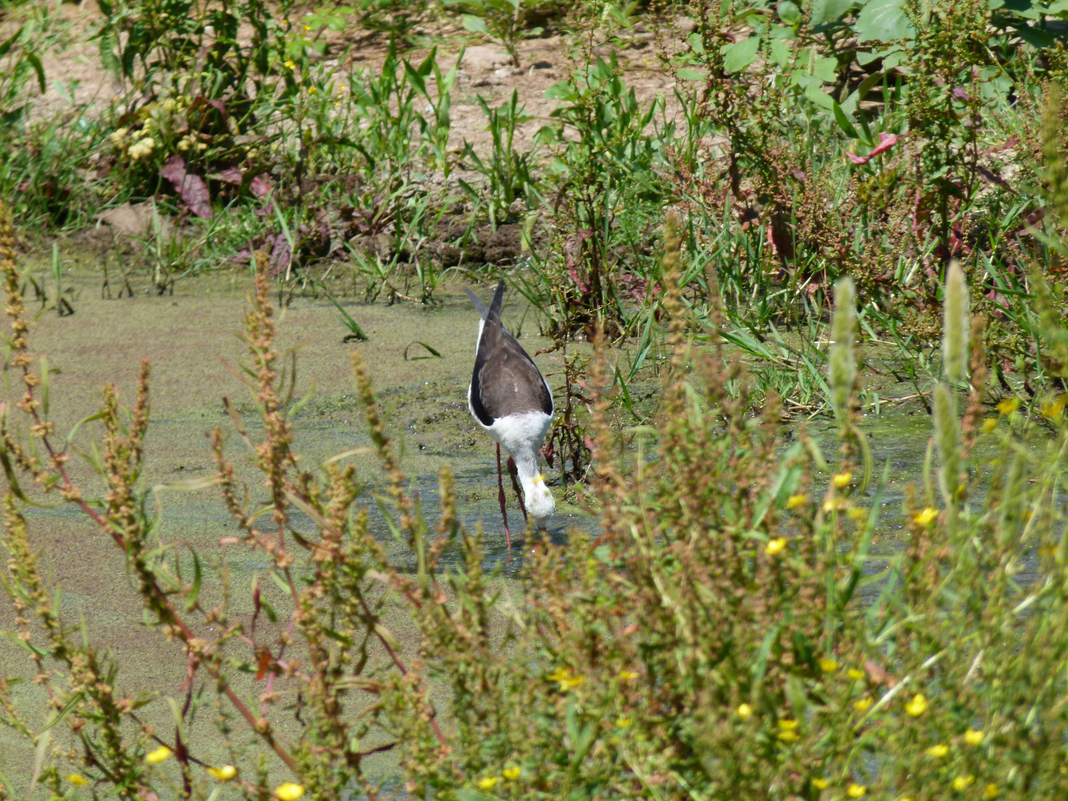 Image of Black-winged Stilt