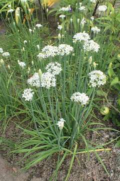 Image of Chinese chives