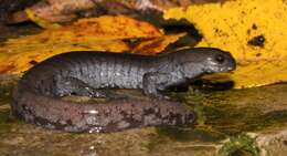 Image of Smallmouth Salamander