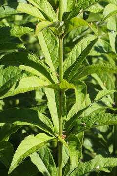 صورة Veronicastrum sibiricum (L.) Pennell