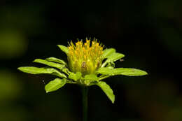 صورة Bidens vulgata E. L. Greene