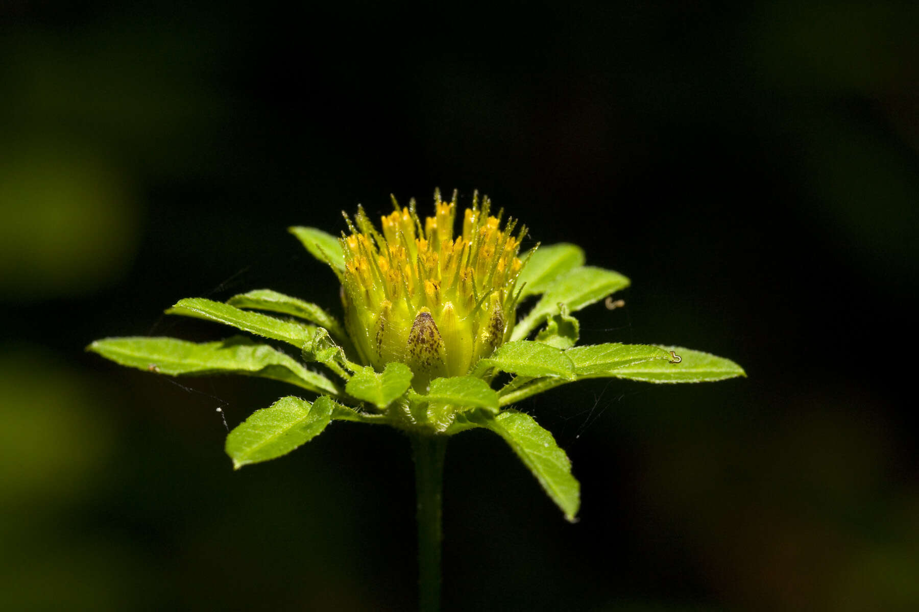 صورة Bidens vulgata E. L. Greene