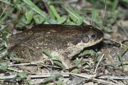 Image of Duttaphrynus Frost, Grant, Faivovich, Bain, Haas, Haddad, de Sá, Channing, Wilkinson & Donnellan et al. 2006