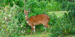 Image of Bushbuck