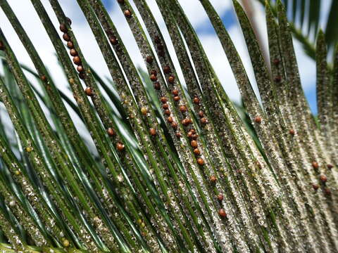 Image of Cycad aulacaspis scale