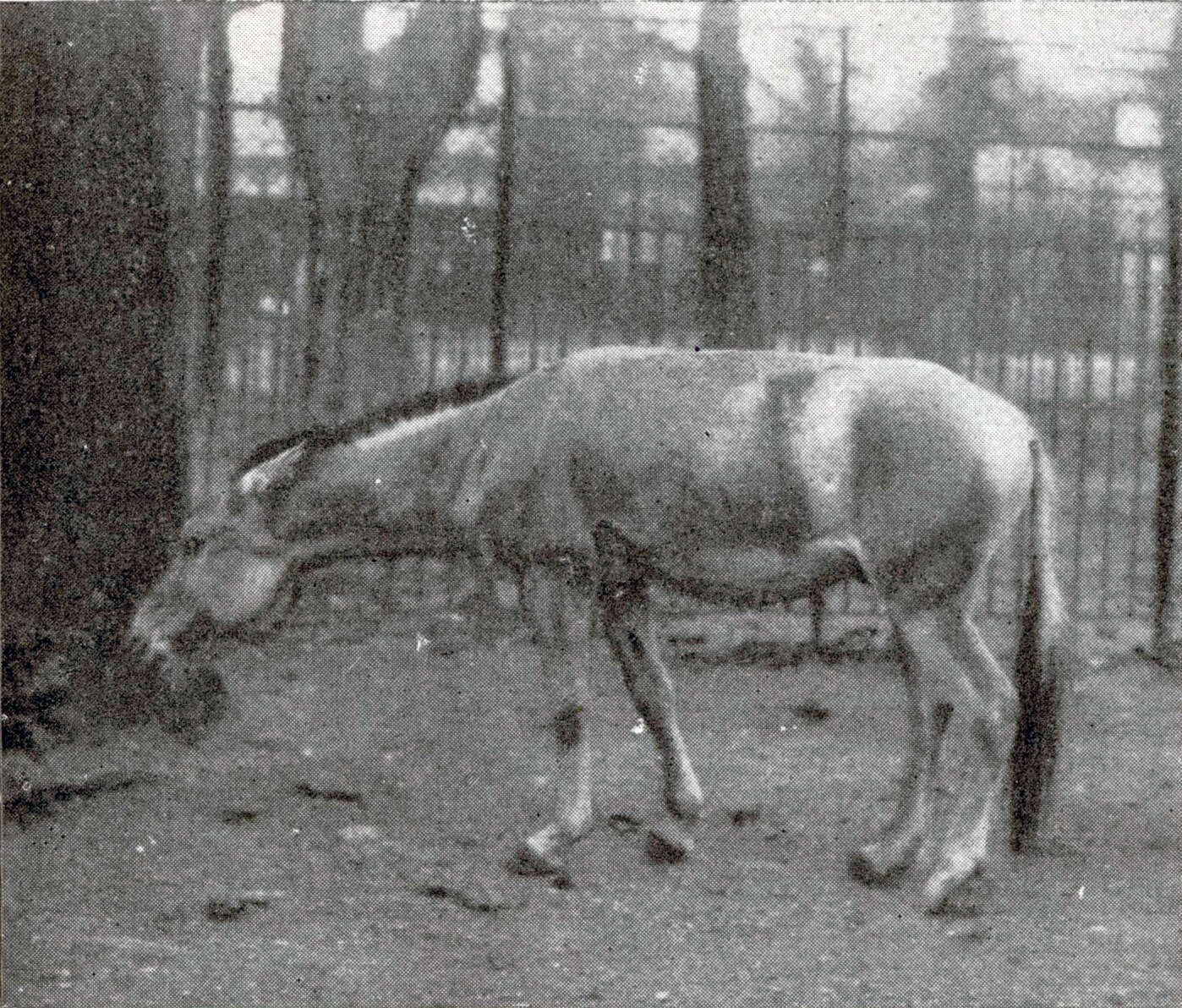 Image de Equus hemippus I. Geoffroy Saint-Hilaire 1855