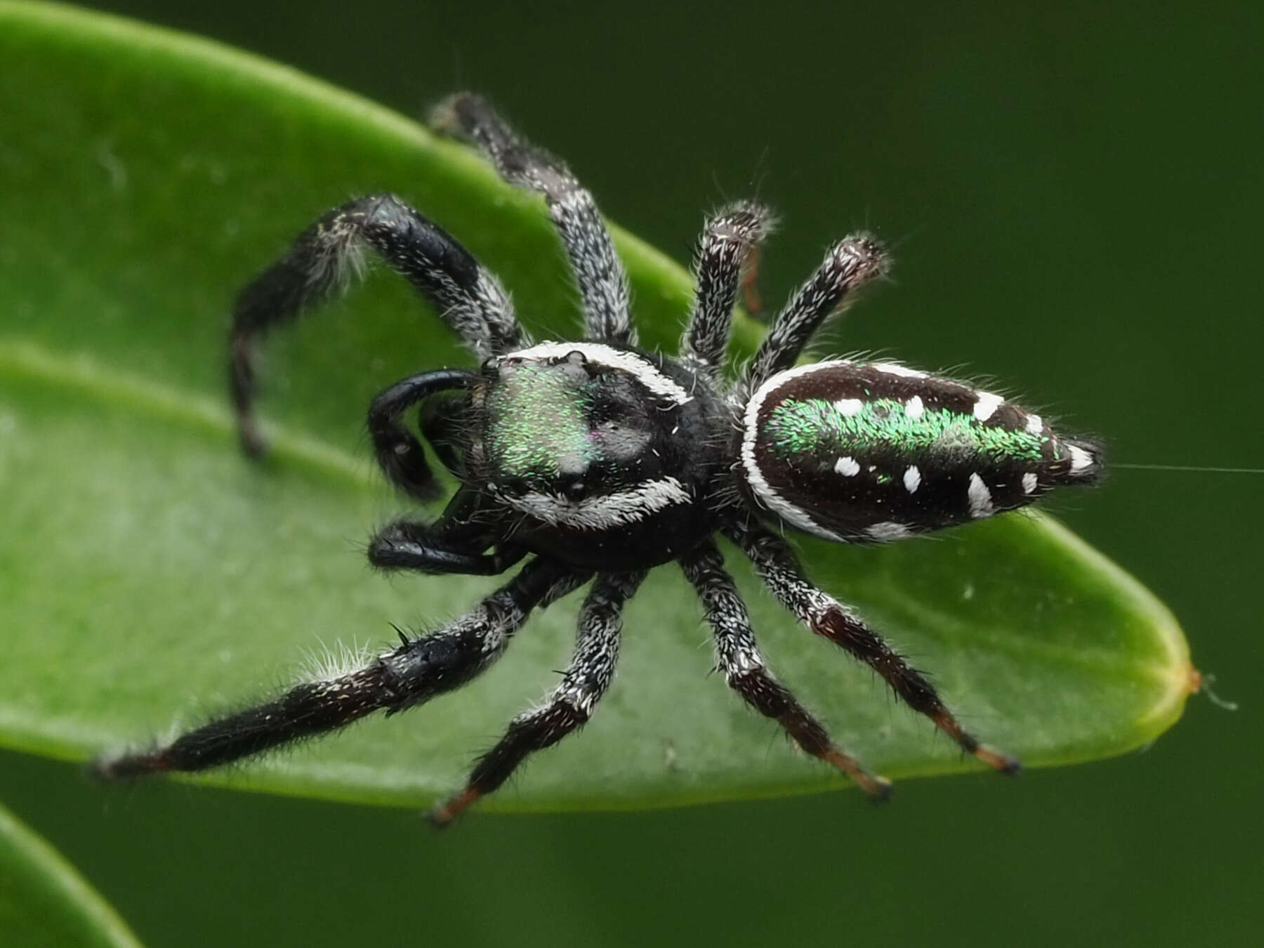 Image of Golden jumping spider