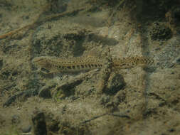 Image of Spined Loach