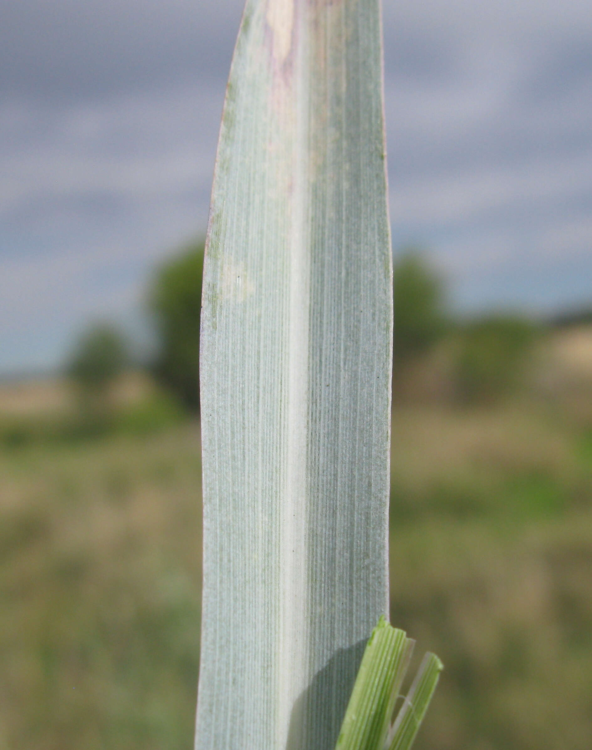 Image de Panicum coloratum L.