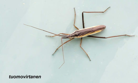 Image of Notostira elongata