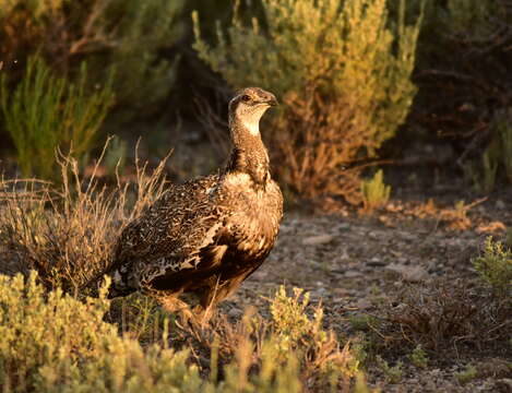 Image of Gunnison sage-grouse; greater sage-grouse