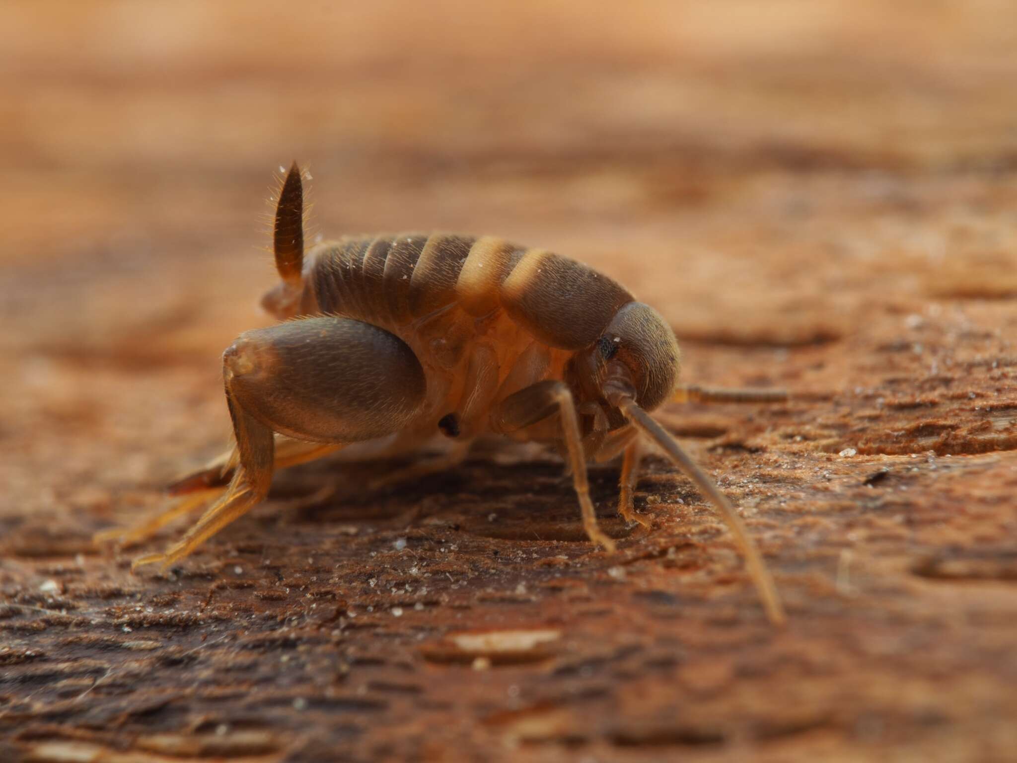 Image de Myrmecophilus (Myrmecophilus) acervorum (Panzer 1799)